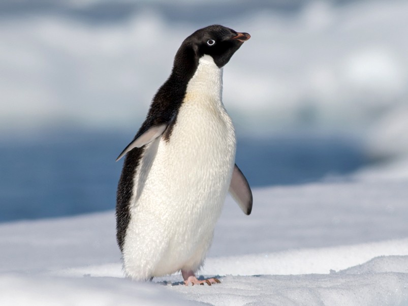 Penguin 1